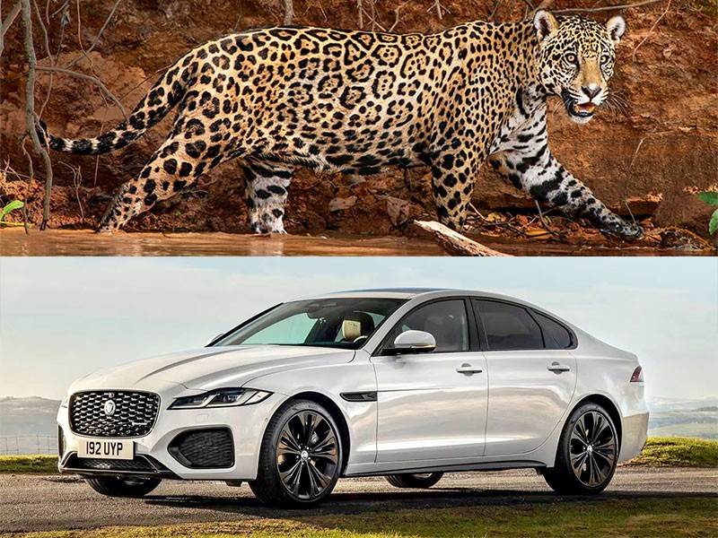 10 ยี่ห้อรถ & รุ่นรถยนต์ ที่มาจากสัตว์ในวงศ์ตระกูล "เสือ" และ "สิงโต"