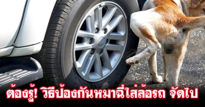 ต้องรู้! 4 วิธีป้องกันหมาฉี่ใส่ล้อรถ แบบได้ผลชะงัด!