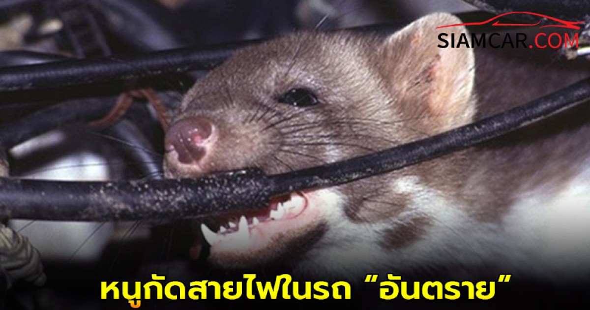 หนูกัดสายไฟในรถ “อันตราย” ครั้งใหญ่ในรถคุณ