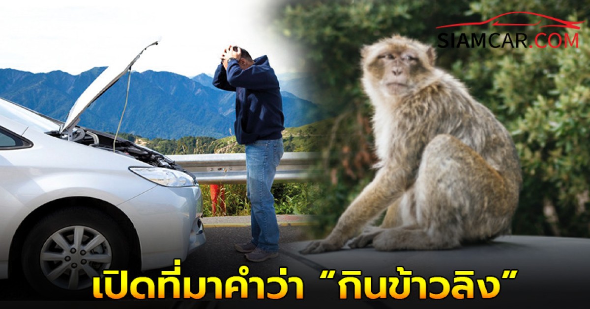 เปิดที่มาคำว่า “กินข้าวลิง” หมายถึงอะไร? ทำไมกลุ่มรถยนต์ชอบเรียกกัน