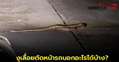งูเลื้อยตัดหน้ารถบอกอะไรได้บ้าง โชคดีหรือโชคร้ายกันแน่?