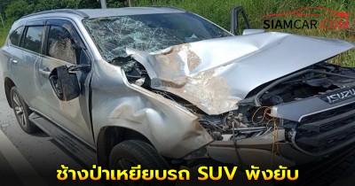 ช้างป่าภูหลวงตกใจเสียงรถ เหยียบรถ SUV พังยับ