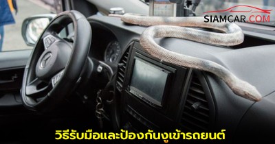 เคล็ดลับยานยนต์! วิธีรับมือและป้องกันงูเข้ารถยนต์